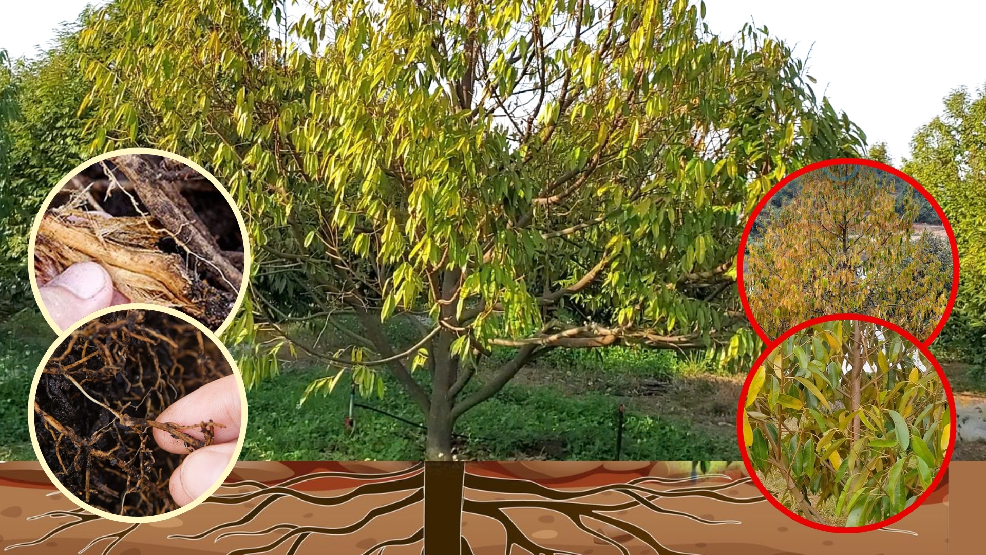 Phục hồi cây bị vàng lá thối rễ: biểu hiện cây bệnh thối rễ